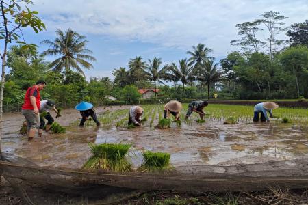 BABINSA OLAK ALEN DAMPINGI PETANI 